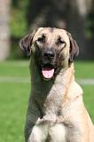 KANGAL 188